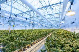 Cannabis Industry - Weed Manufacturing