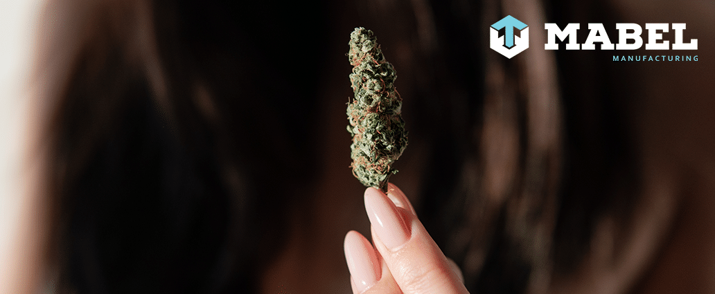 Do Cannabis Strains Matter - 3 Facts You Should Know
