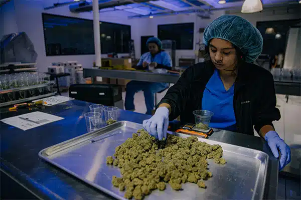Cannabis Manufacturing