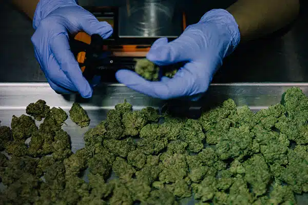 Custom Cannabis